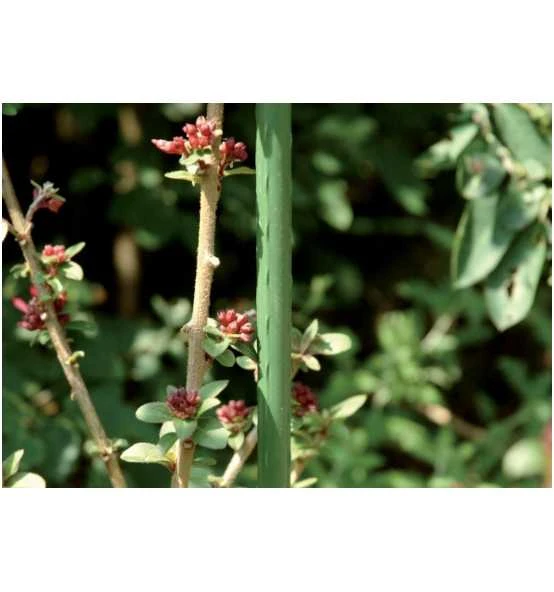 Gardena Verkäufe -Gardena Verkäufe pflanzenstab rankstab 507626 czm